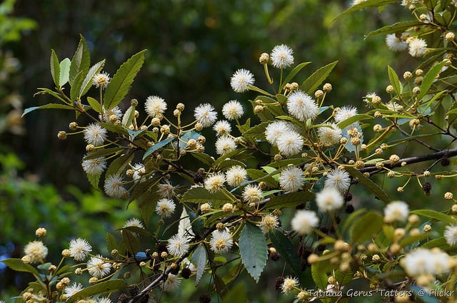 Callicoma serratifolia