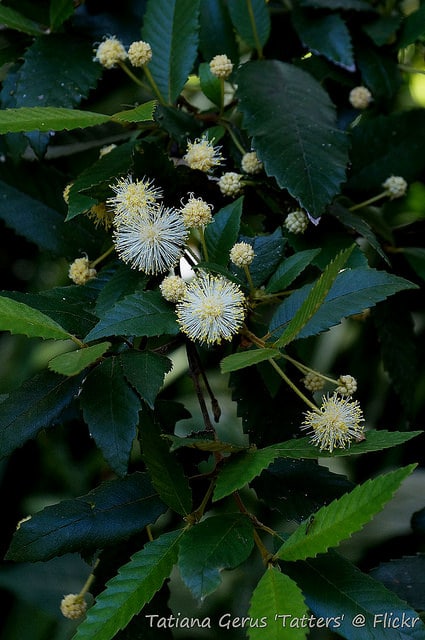 Callicoma serratifolia