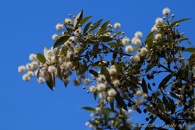 Callicoma serratifolia
