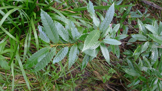 Callicoma serratifolia