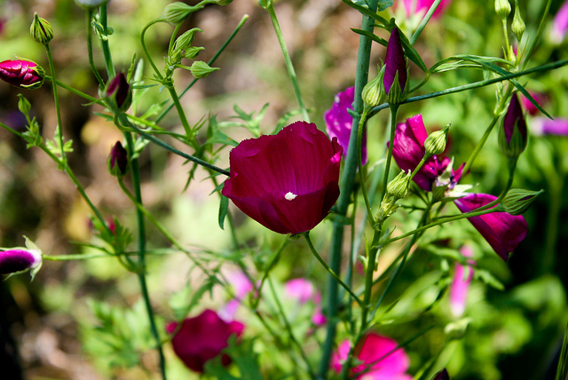 Callirhoe digitata