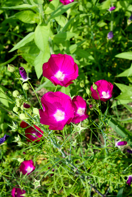 Callirhoe digitata