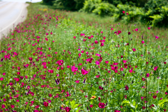 Callirhoe digitata