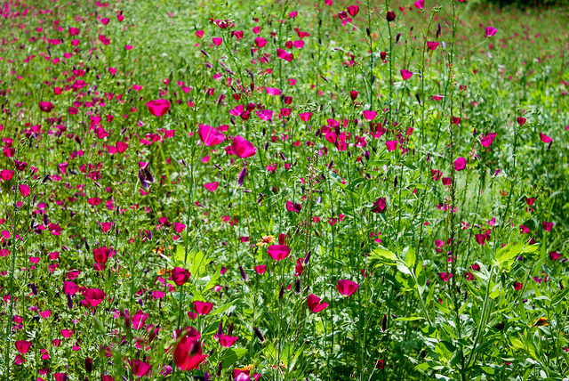 Callirhoe digitata