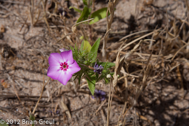 Callirhoe digitata