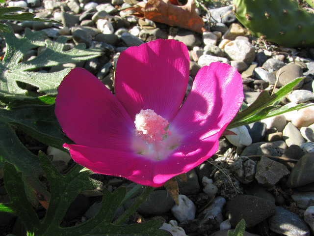 Callirhoe involucrata
