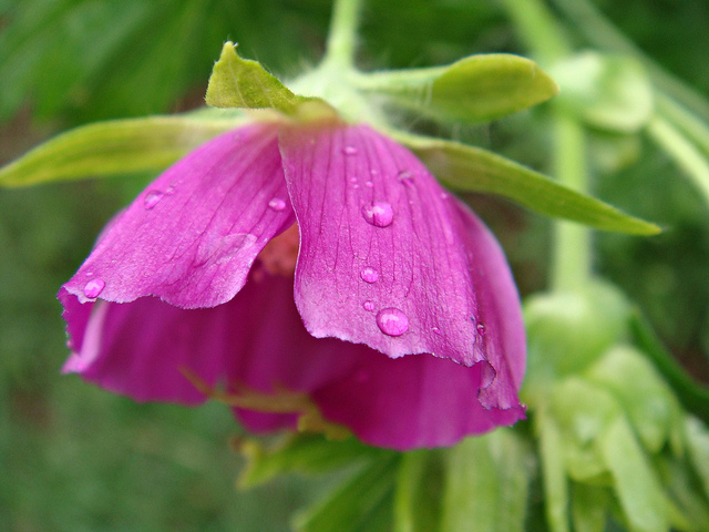 Callirhoe involucrata