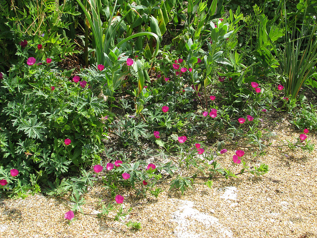 Callirhoe involucrata