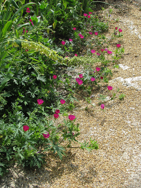 Callirhoe involucrata