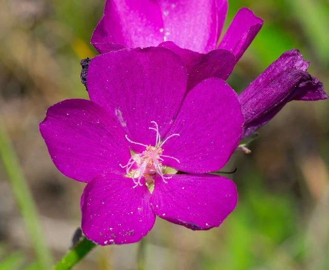 Callirhoe triangulata