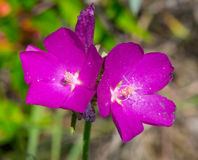 Callirhoe triangulata