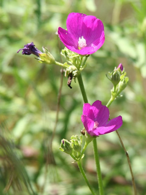 Callirhoe triangulata
