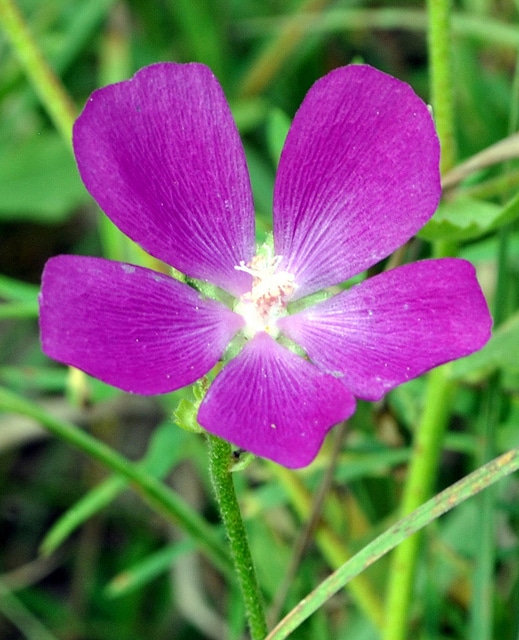 Callirhoe triangulata