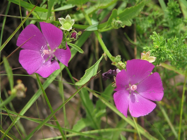 Callirhoe triangulata (Callirhoe triangulata)