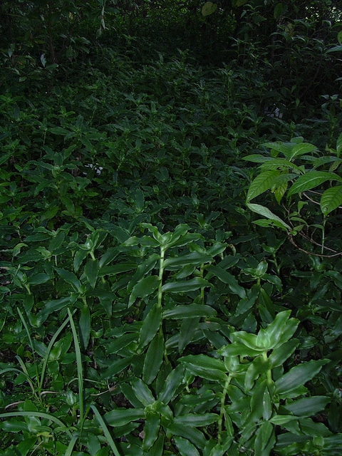 Callisie odorante