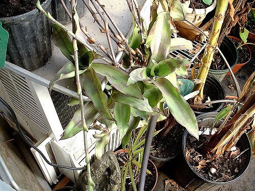 Callisie odorante (Callisia fragrans)