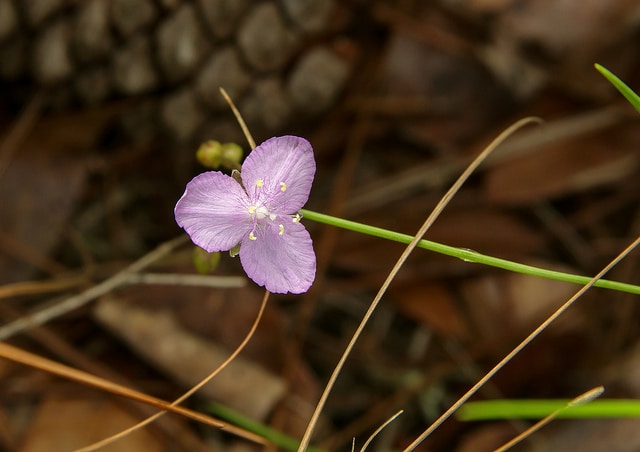 Callisia graminea