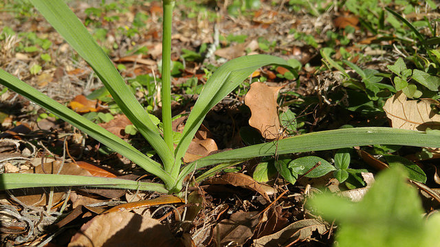 Callisia graminea