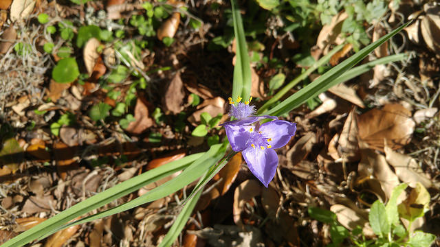Callisia graminea