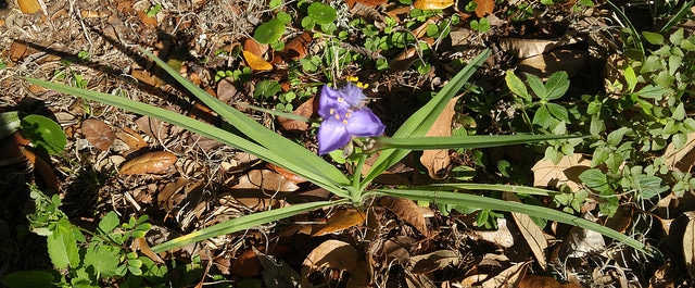 Callisia graminea