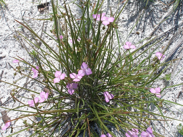 Callisia graminea