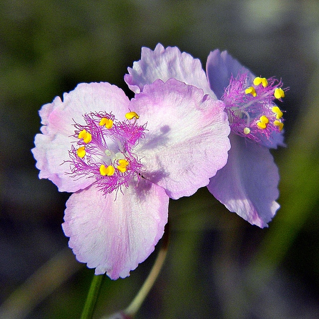 Callisia ornata