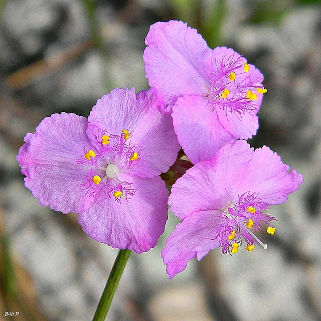 Callisia ornata