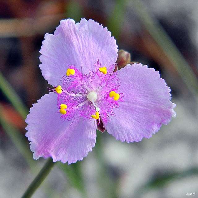 Callisia ornata