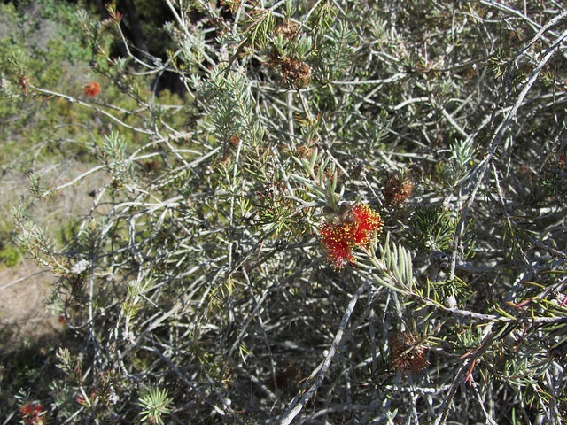 Callistemon brachyandrus (Callistemon brachyandrus)