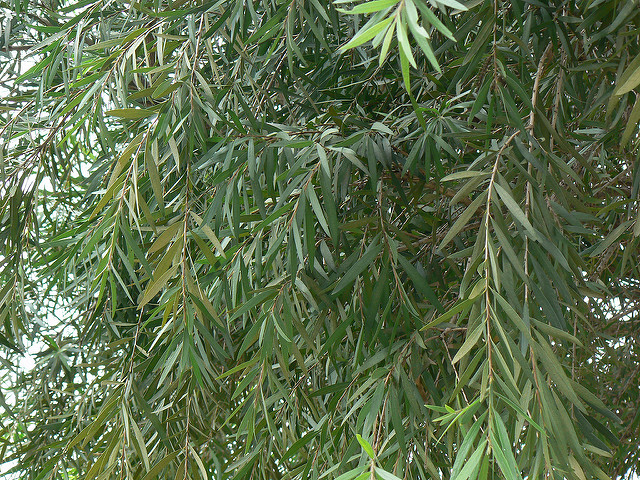 Rince-bouteille (Callistemon citrinus)