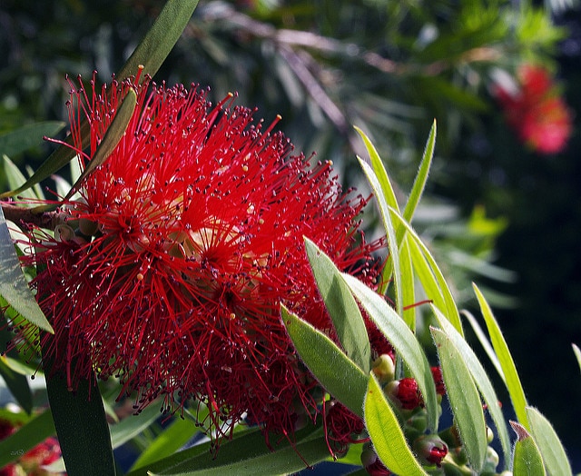 Callistemon comboynensis