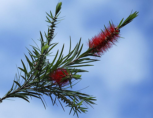 Callistemon lanceolatus