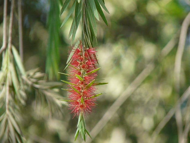 Callistemon lanceolatus
