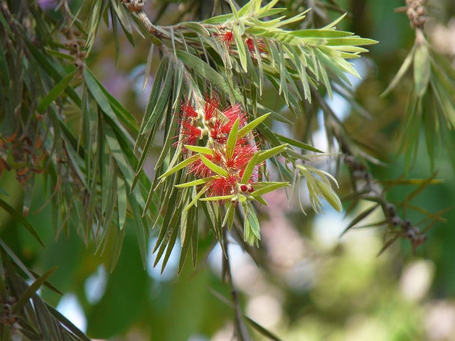 Callistemon lanceolatus