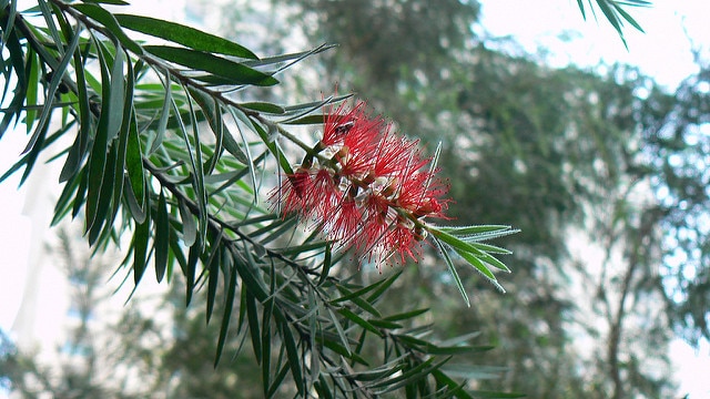 Callistemon lanceolatus