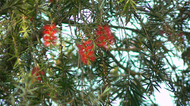 Callistemon lanceolatus