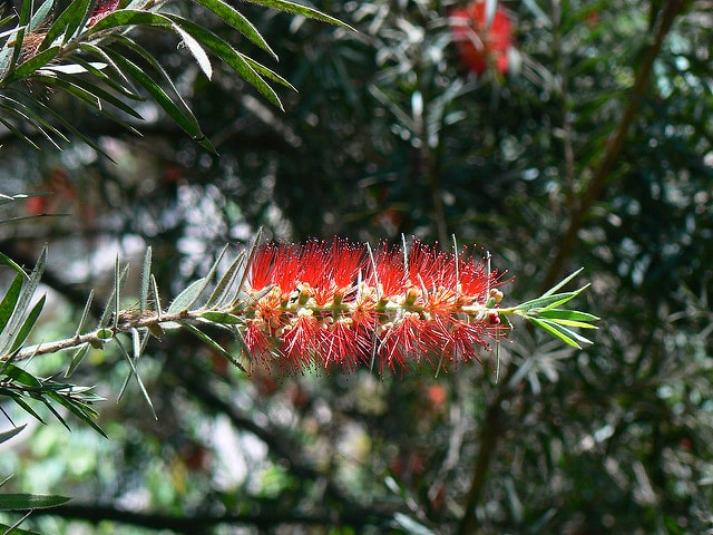 Callistemon lanceolatus