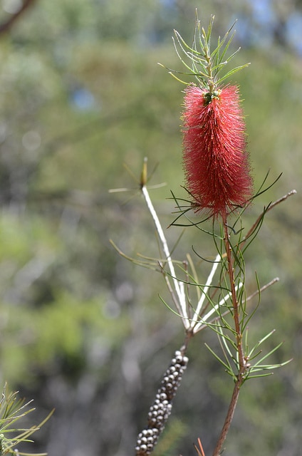 Callistemon linearis