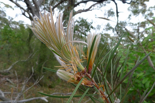 Callistemon linearis