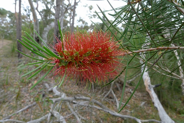 Callistemon linearis