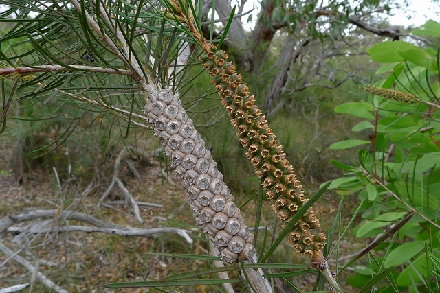 Callistemon linearis