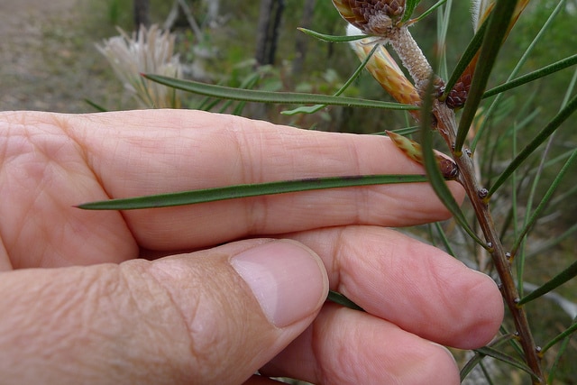 Callistemon linearis