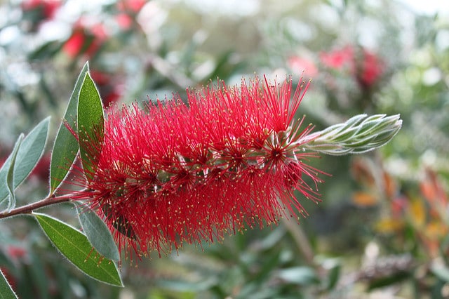 Callistemon macropunctatus