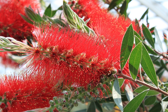 Callistemon macropunctatus
