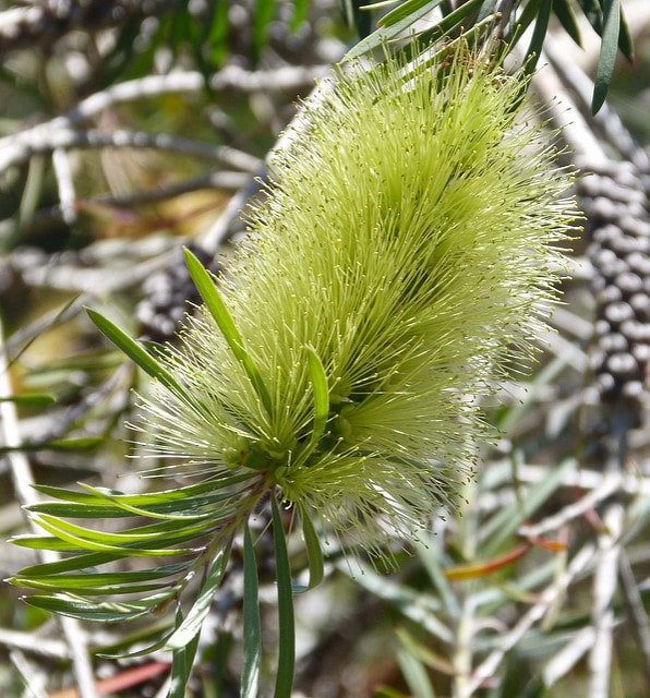 Callistemon pachyphyllus
