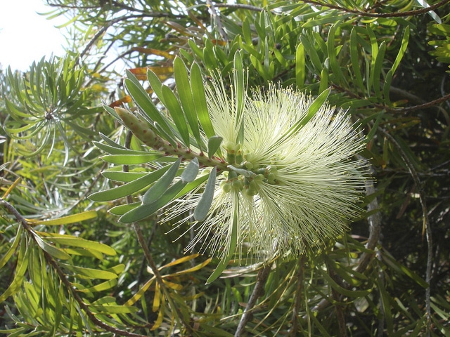 Callistemon pachyphyllus