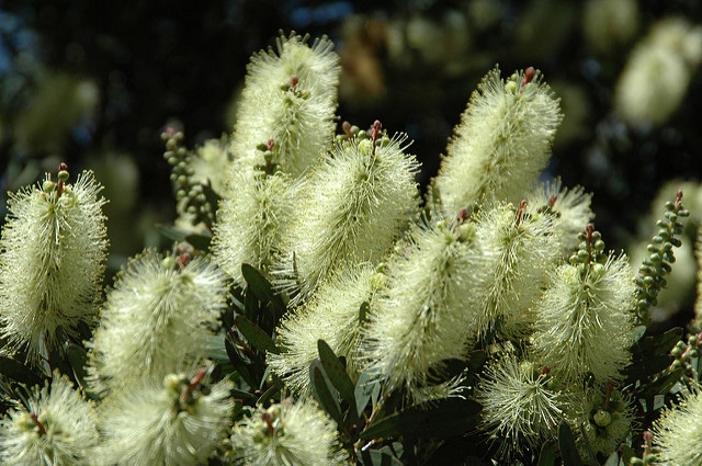 Callistemon pallidus (Callistemon pallidus)