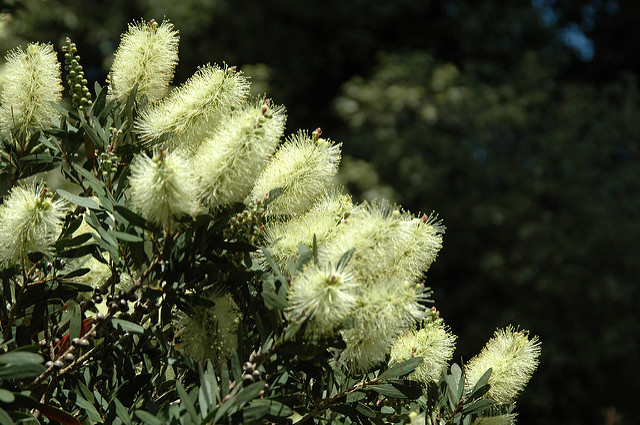 Callistemon pallidus