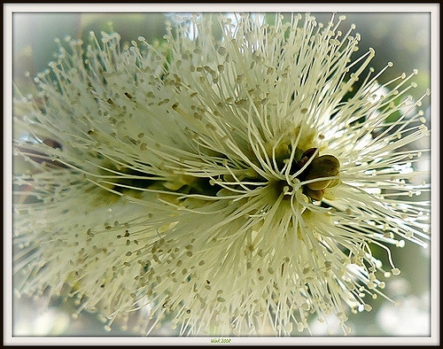 Callistemon pallidus