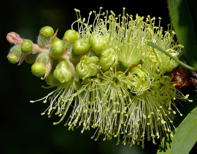 Callistemon pallidus